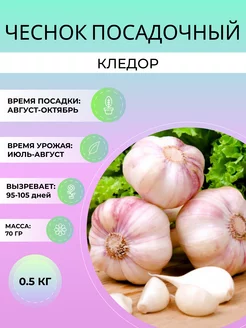 Чеснок посадочный Кледор яровой 0.5 кг Дивный Сад 248386229 купить за 263 ₽ в интернет-магазине Wildberries