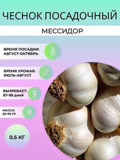 Чеснок посадочный Мессидор озимый 0.5 кг Дивный Сад 248386231 купить за 263 ₽ в интернет-магазине Wildberries