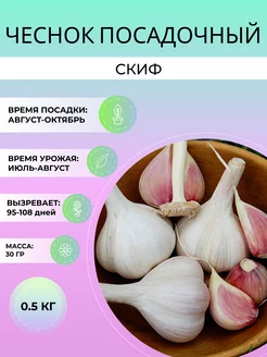 Чеснок посадочный Скиф озимый 0.5 кг Дивный Сад 248386238 купить за 263 ₽ в интернет-магазине Wildberries