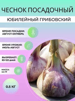 Чеснок посадочный Юбилейный Грибовский озимый 0.5 кг Дивный Сад 248386242 купить за 263 ₽ в интернет-магазине Wildberries