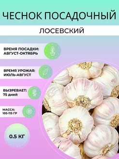 Чеснок посадочный Лосевский озимый 0.5 кг Дивный Сад 248386243 купить за 263 ₽ в интернет-магазине Wildberries