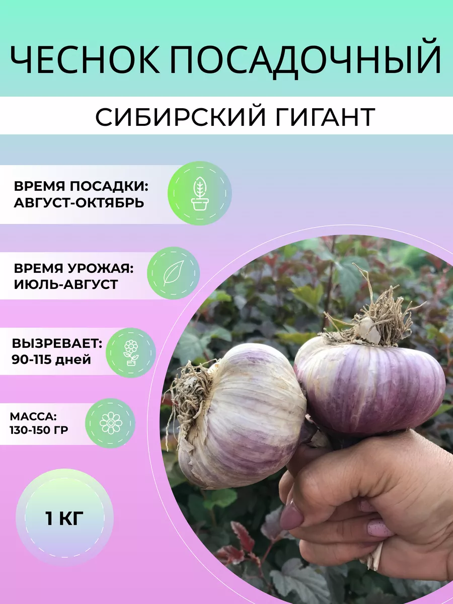 Чеснок посадочный...
