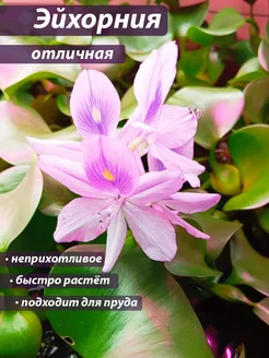 Эйхорния отличная водный гиацинт 1 розетка Аквариум38 248423643 купить за 451 ₽ в интернет‑магазине Wildberries