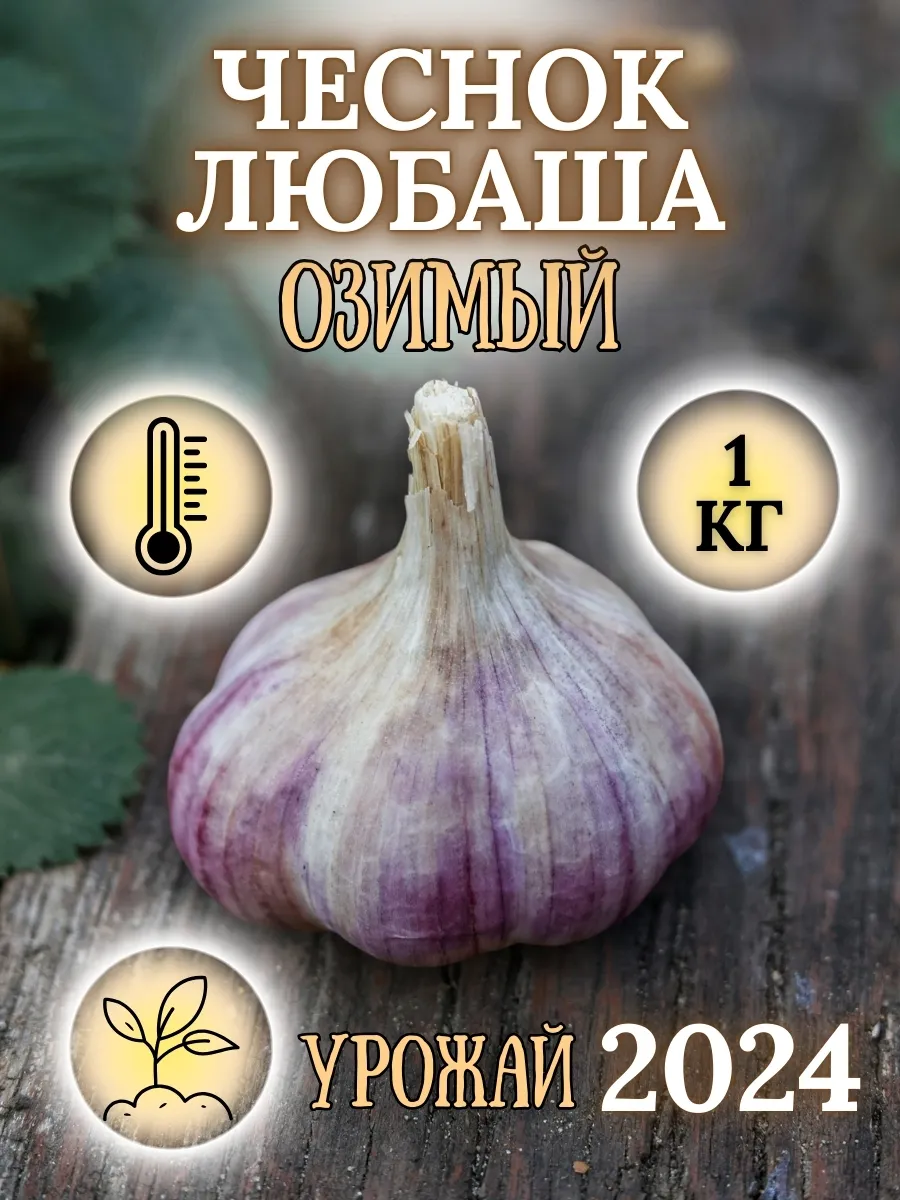 Чеснок озимый Любаша на...