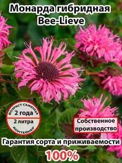 Монарда гибридная Bee-Lieve 248649880 купить за 856 ₽ в интернет-магазине Wildberries