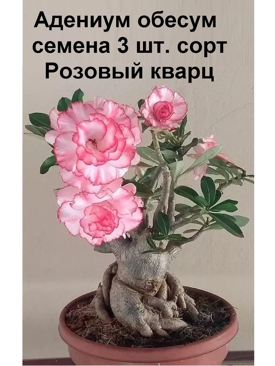 Адениум обесум тучный сорт...