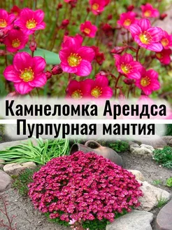 Камнеломка Арендса Пурпурная мантия - саженец Р9 Мастера Сада 248923290 купить за 482 ₽ в интернет-магазине Wildberries