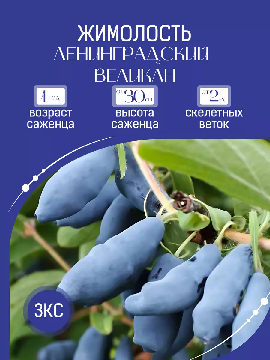 Саженец Жимолость...