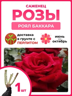 Роза Роял Баккара, саженец 1 шт ИВОЛГА-сад 249096428 купить за 390 ₽ в интернет-магазине Wildberries