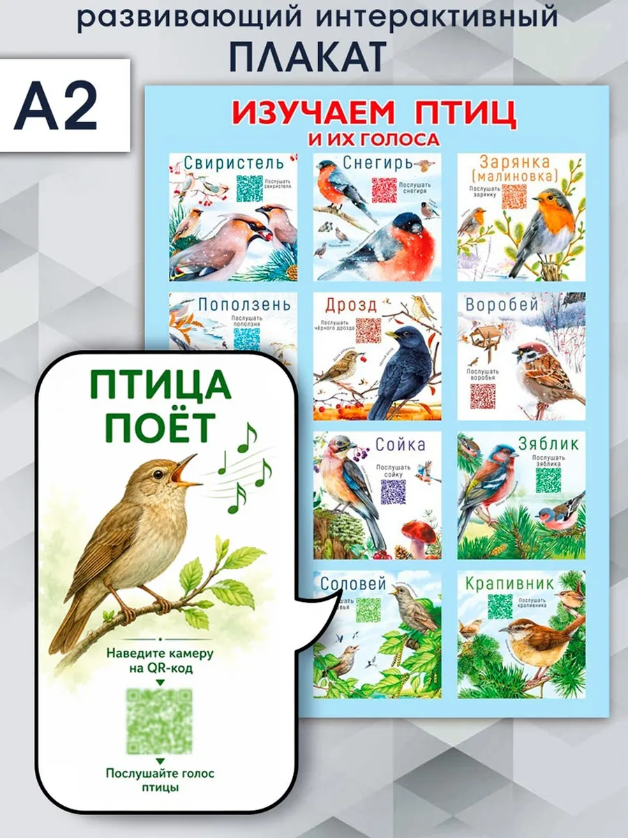 Обучающий плакат для изучения птиц в детский сад и школу