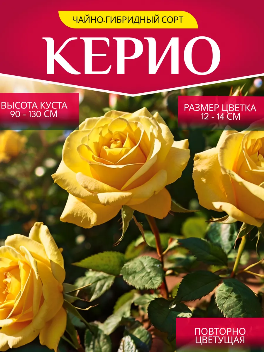 Саженцы Розы Керио