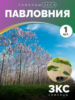 Павловния Адамово дерево саженец Питомник саженцев Зеленый Сад 249134448 купить за 418 ₽ в интернет-магазине Wildberries