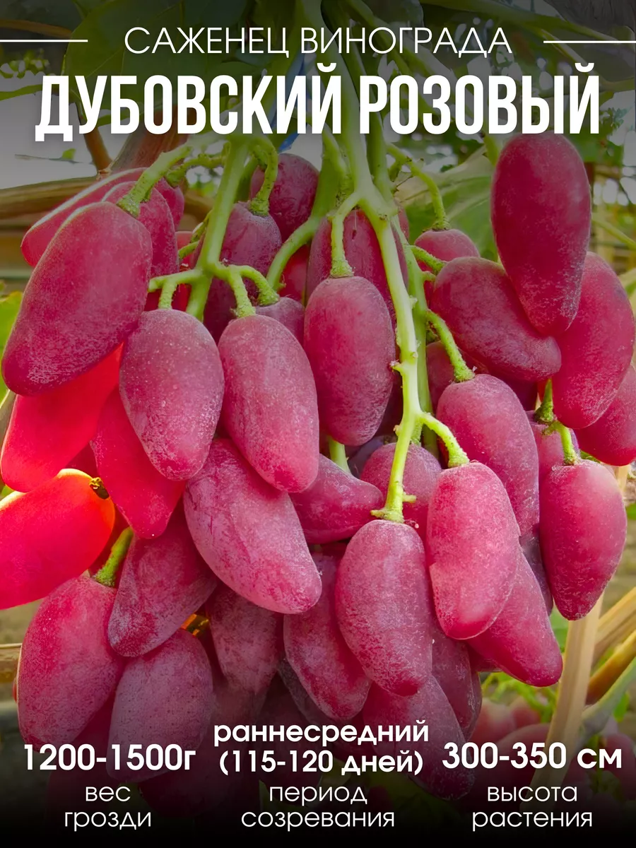 Саженцы Виноград...