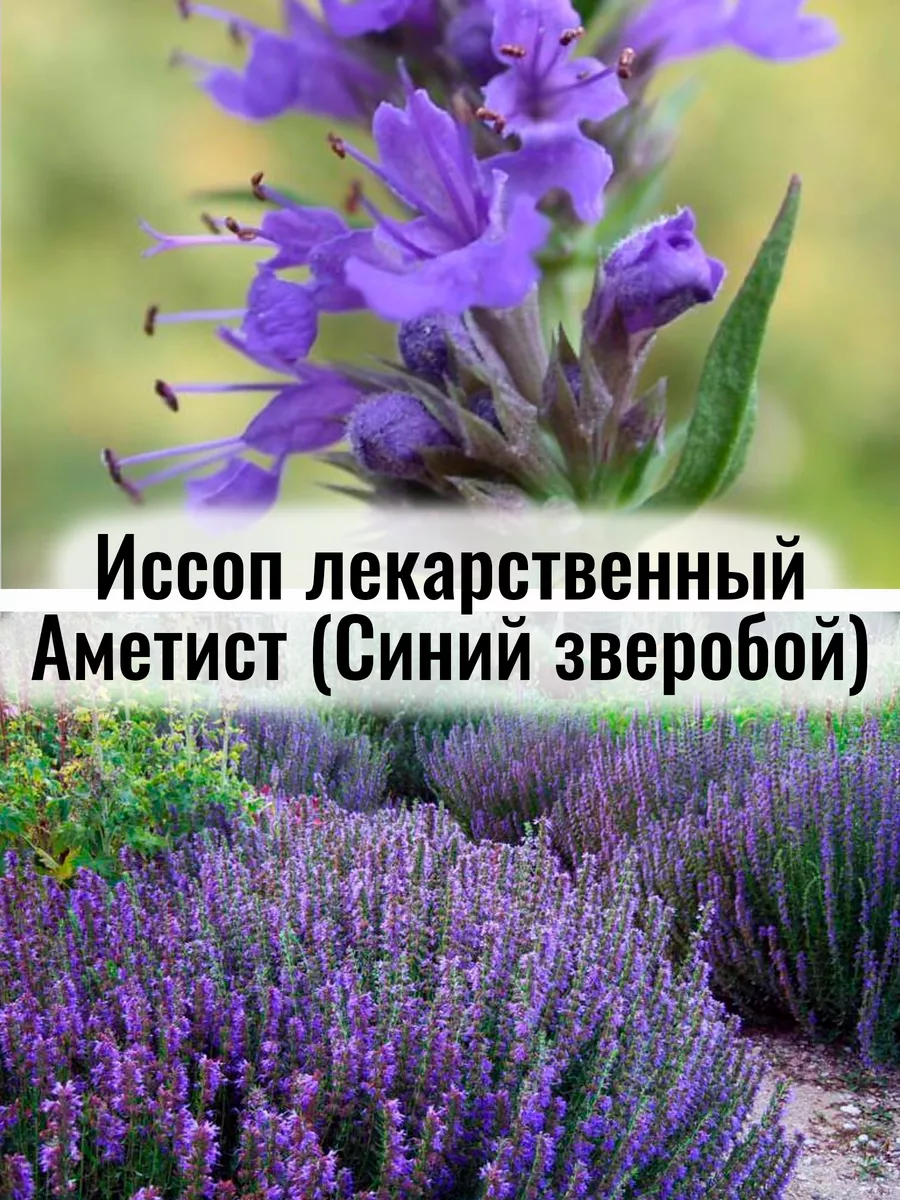 Иссоп лекарственный Аметист - саженец Р9