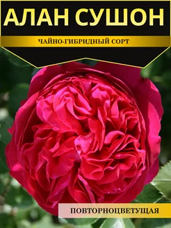 Розы саженцы Алан Сушон Timitani 249451194 купить за 619 ₽ в интернет-магазине Wildberries