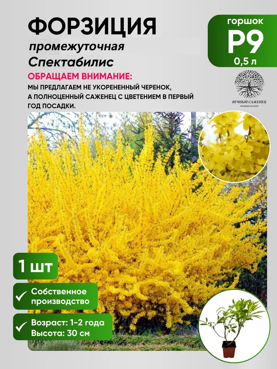 Форзиция промежуточная Спектабилис