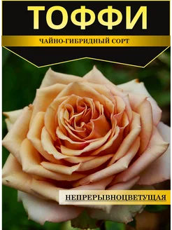 Розы саженцы Тоффи Timitani 249551038 купить за 422 ₽ в интернет-магазине Wildberries