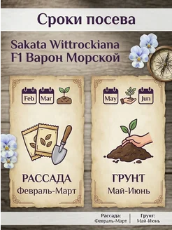 Виолла - солнечный день - 40 фото Виолла - солнечный день - 40 фото