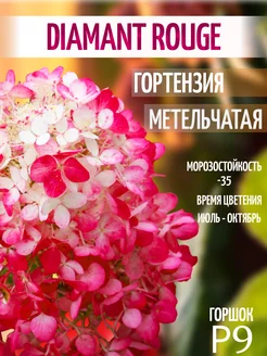 Гортензия Даймонд Руж Timitani 249607256 купить за 381 ₽ в интернет-магазине Wildberries