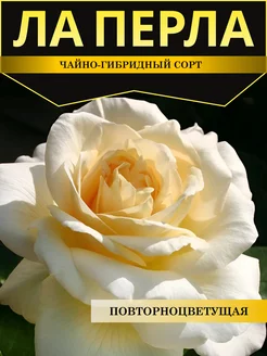 Розы саженцы Ла Перла Timitani 249826779 купить за 356 ₽ в интернет-магазине Wildberries