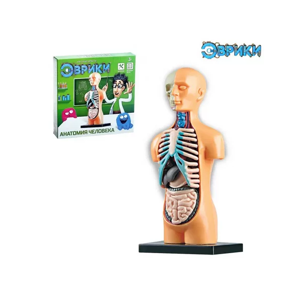 Научный опыт Строение тела Анатомия человека