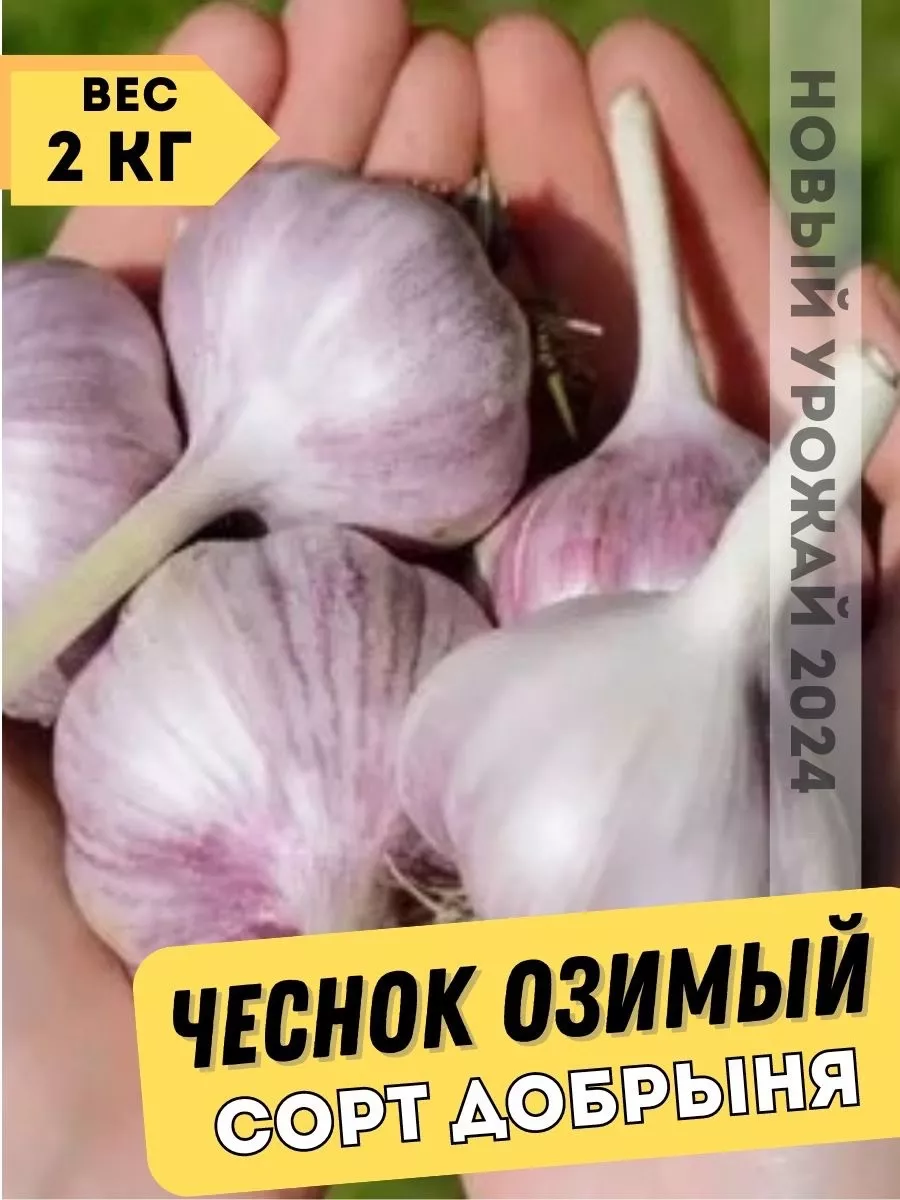 Чеснок озимый на посадку...