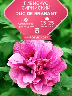 Саженец Гибискус сирийский Duc de Brabant Garden Seasons 250173812 купить за 374 ₽ в интернет-магазине Wildberries