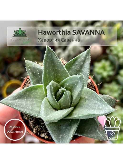 Succulent.Kupi Хавортия Саванна (Haworthia SAVANNA) D-5 см