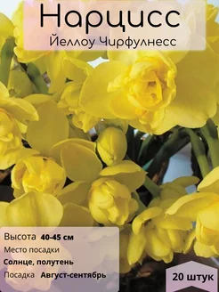 Нарцисс, луковицы, многолетние цветы Евро сад 250200336 купить за 439 ₽ в интернет-магазине Wildberries