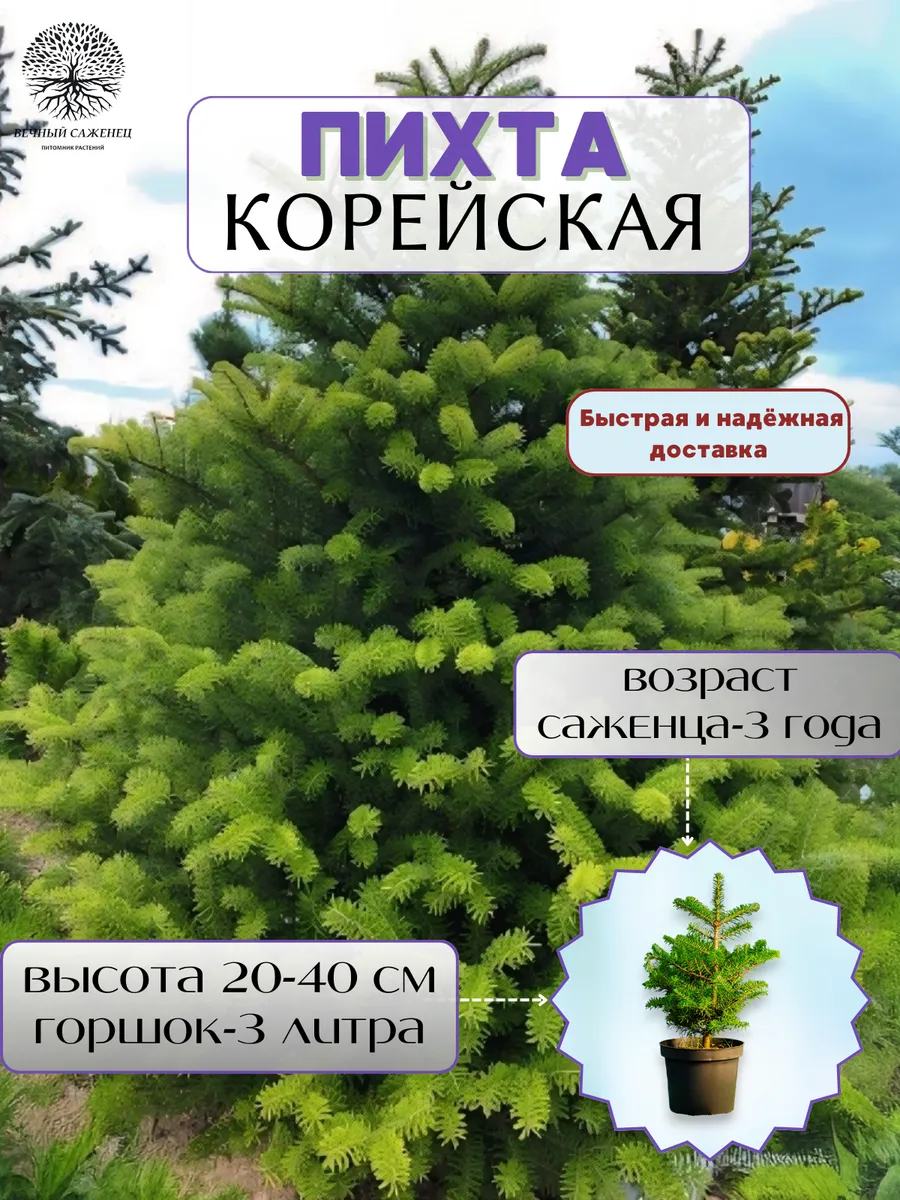 Пихта...