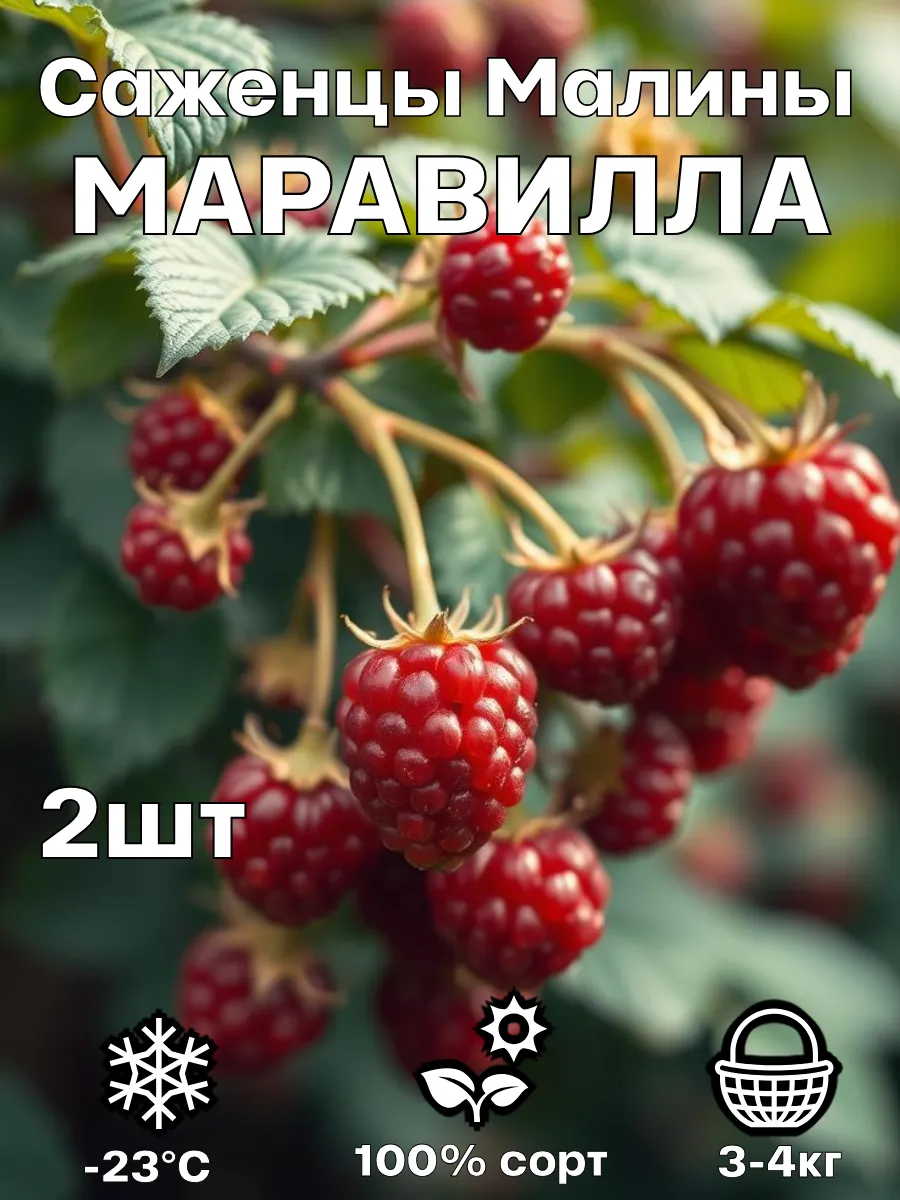 Саженцы малины Маравилла