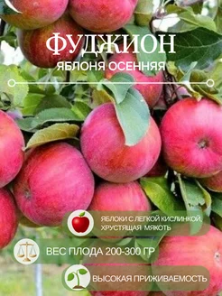 Яблоня Фуджион (осенняя) Твой Волшебный Сад 250444978 купить за 440 ₽ в интернет-магазине Wildberries