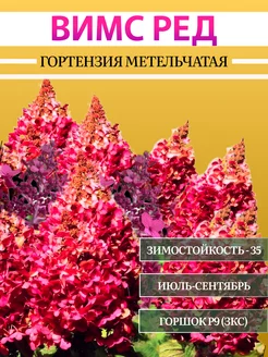 Гортензия Вимс Ред ПриRost 250515414 купить за 378 ₽ в интернет-магазине Wildberries