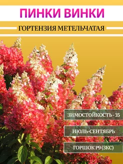 Гортензия Пинки Винки ПриRost 250515418 купить за 378 ₽ в интернет-магазине Wildberries