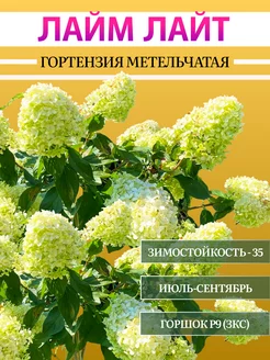 Гортензия Лайм Лайт ПриRost 250515420 купить за 378 ₽ в интернет-магазине Wildberries