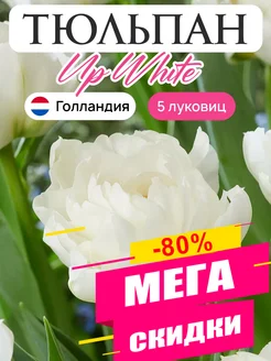 Тюльпаны луковицы Up White 5 штук