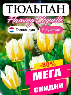 Тюльпаны луковицы Flaming Coquette