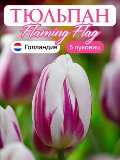 Тюльпаны луковицы Flaming Flag 5 штук