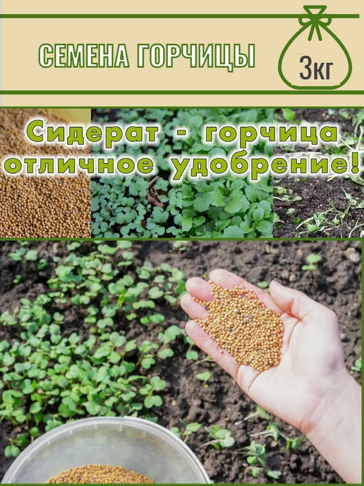 СадОптТорг Горчица белая семена сидерат, медонос, микрозелень 3кг, 3 кг, фото 2