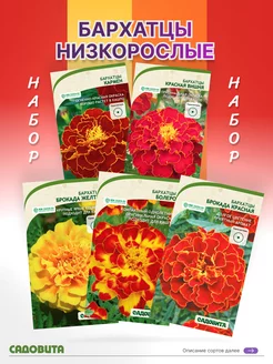 Бархатцы низкорослые