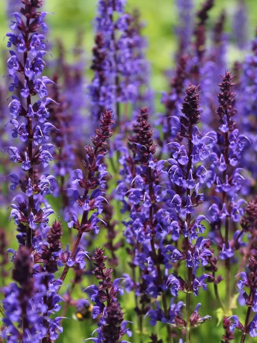Шалфей дубравный Konigin Violet