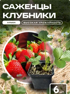 Саженцы клубники рассада Альба Green 24/7 250844916 купить за 318 ₽ в интернет-магазине Wildberries