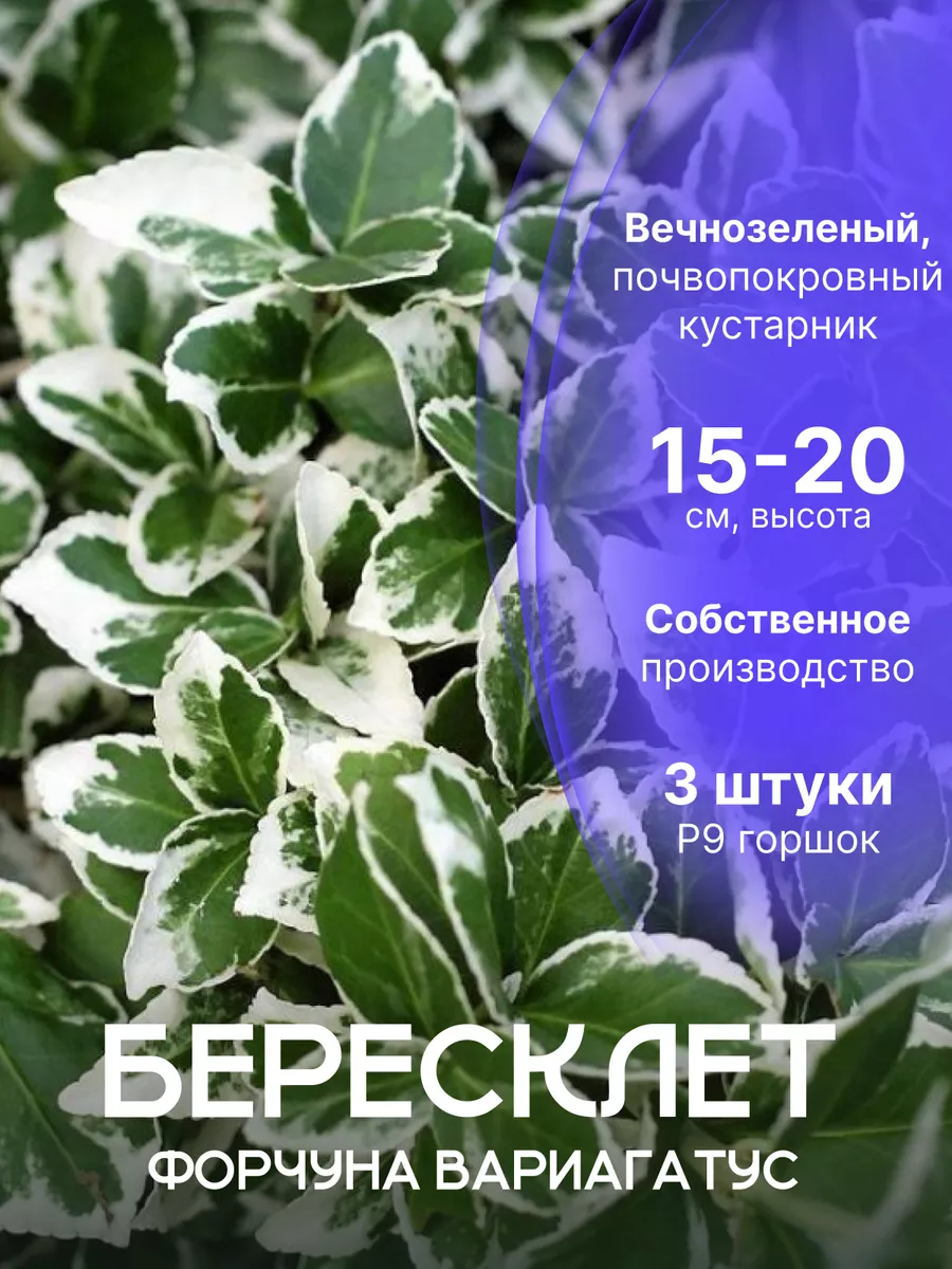 Саженцы бересклета...