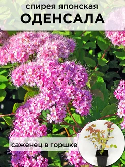 Спирея японская Оденсала в 0,5 л горшке Саженцы питомника ЗаказВсад 250893108 купить за 326 ₽ в интернет-магазине Wildberries