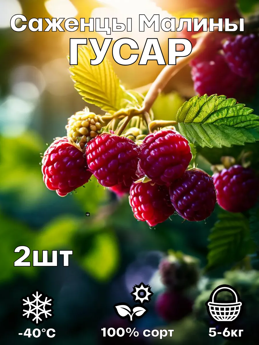 Саженцы малины Гусар