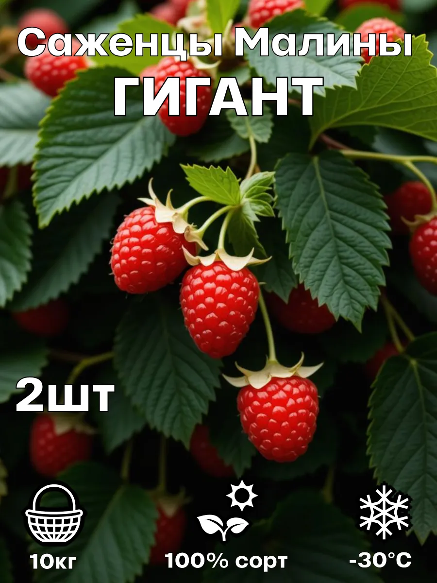 Саженцы малины Гигант