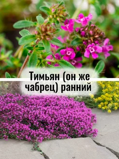 Тимьян (он же чабрец) ранний - саженец Р9