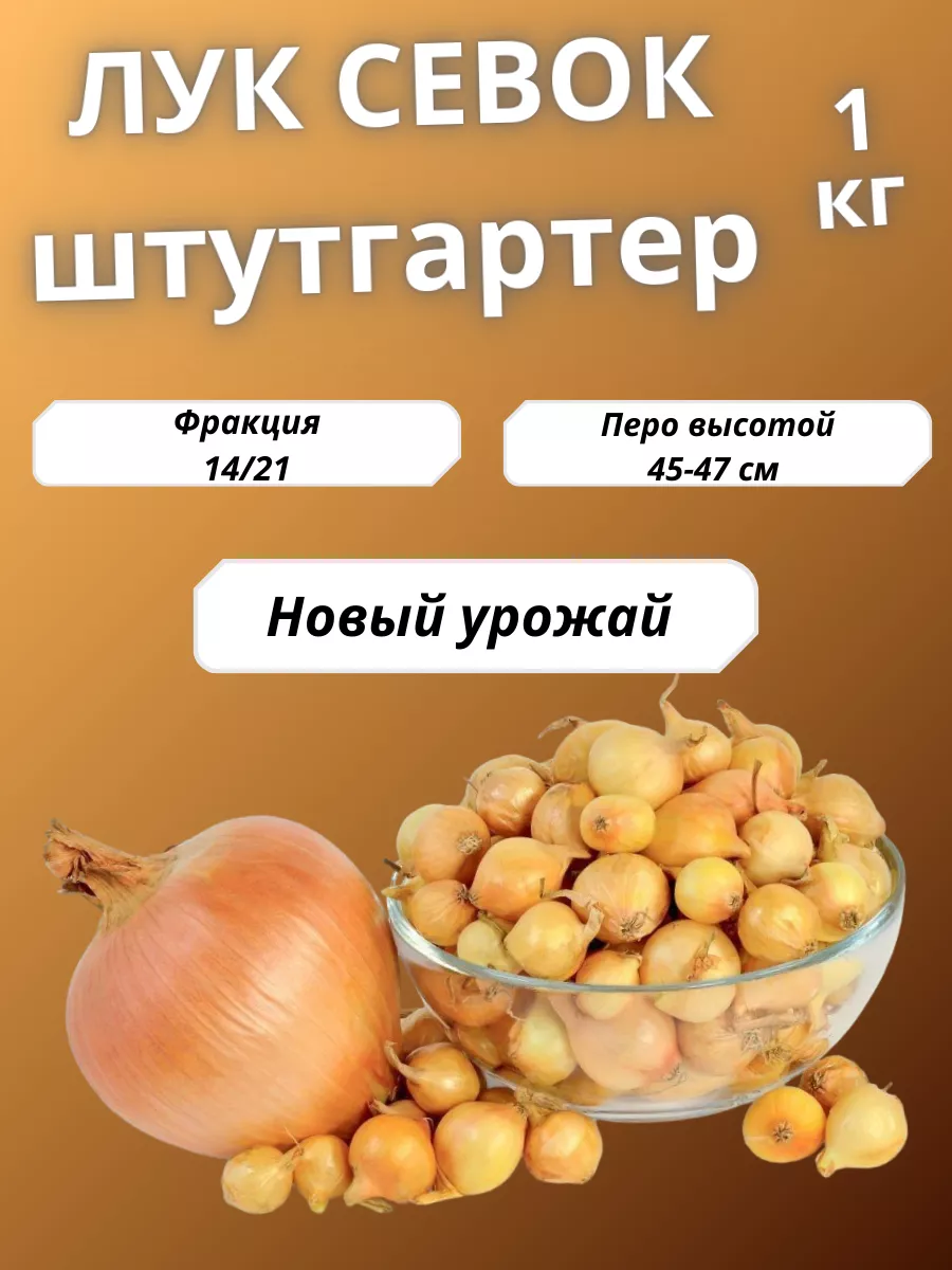 Лук Штутгартер Купить Оптом