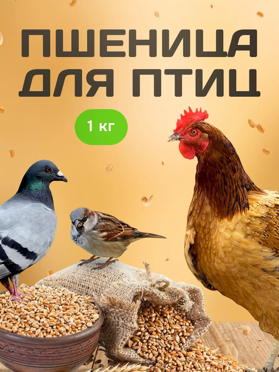 Зерно для кур и животных, пшеница кормовая 1кг