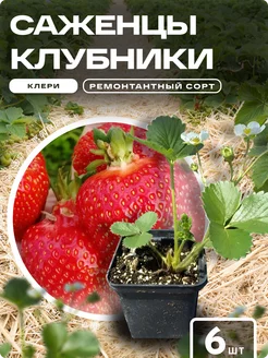 Саженцы клубники рассада Клери Green 24/7 251016783 купить за 318 ₽ в интернет-магазине Wildberries